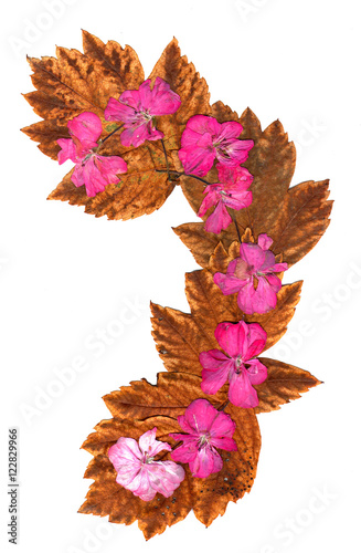 Fototapeta Naklejka Na Ścianę i Meble -  Isolated wave line pink geranium, collection of elements applica