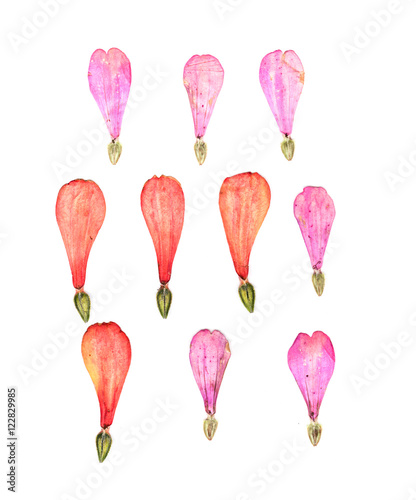 isolated dry flowers pressed petals with seeds in the shape of a