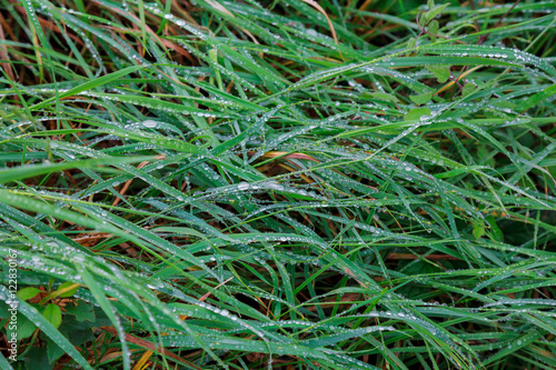 Slika na platnu fresh green grass with drops of water, close-up