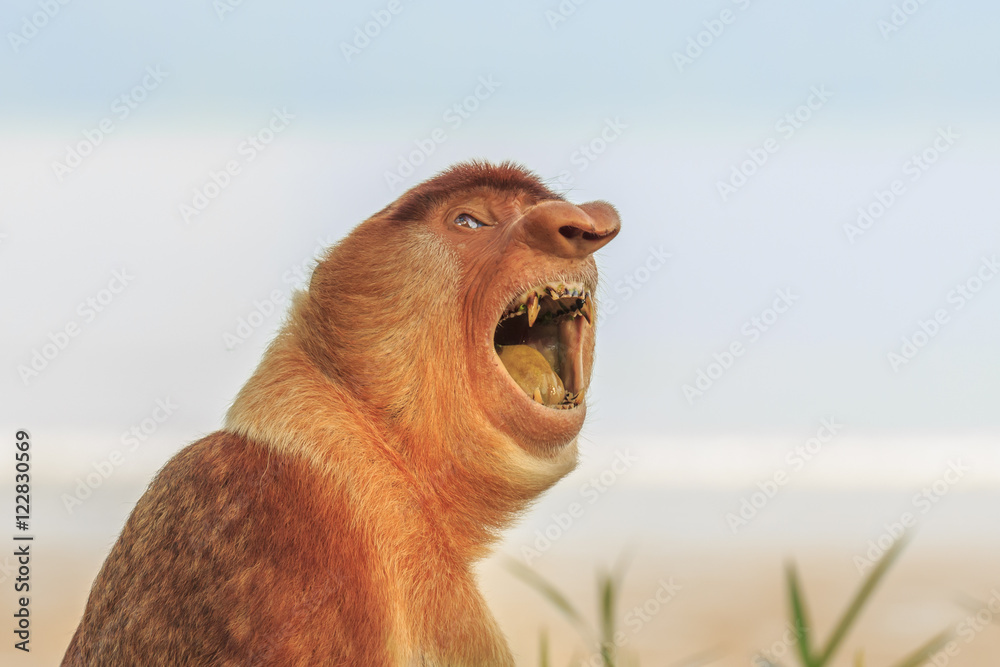 Obraz premium Proboscis Monkey. Smile, teeth, mouth.
