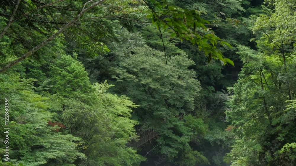 夏のみたらい渓谷 (水量が多い) 夏のみたらい渓谷 (水量が多い)
