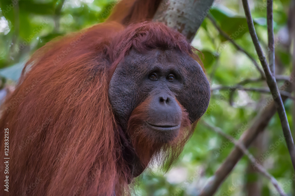 Auburn orangutan Pongo close-up (Borneo, Indonesia) Auburn orangutan Pongo close-up (Borneo, Indonesia)