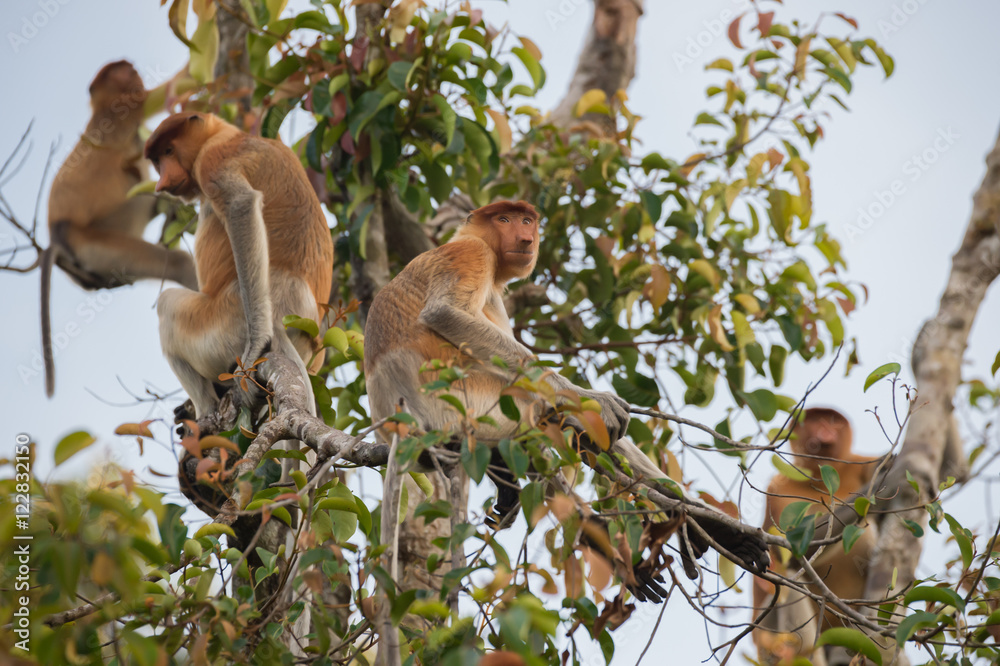 Fototapeta premium Family of Dutch Monkey sitting on a large tree (Kumai, Indonesia)