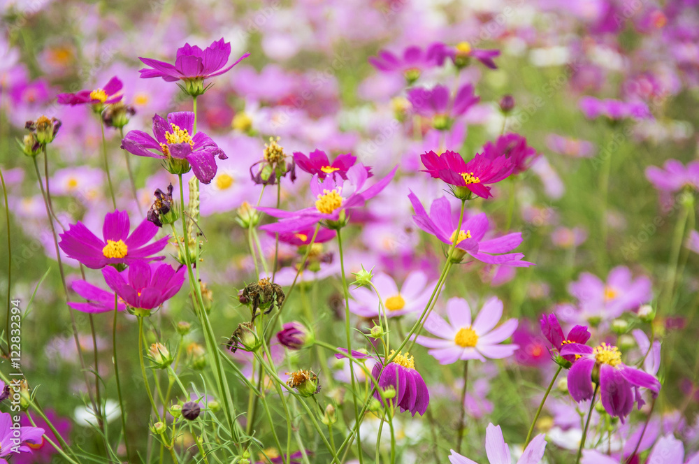 The blossoming galsang flowers closeup in garden
