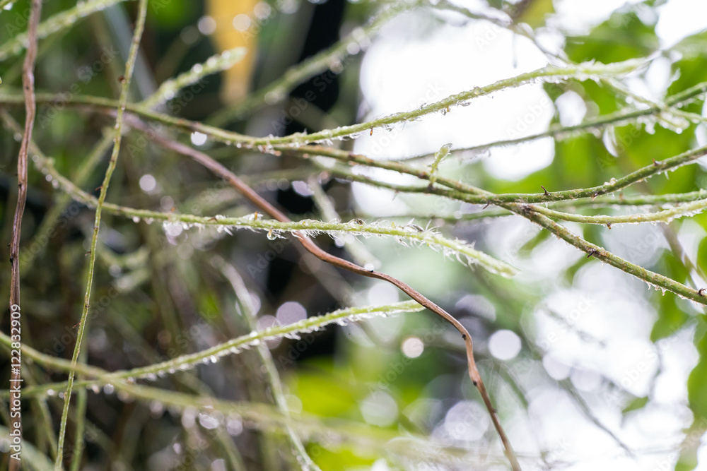Rain Drops on small Plant after a Rainstorm Macro
Rain Drops on small Plant after a Rainstorm Macro