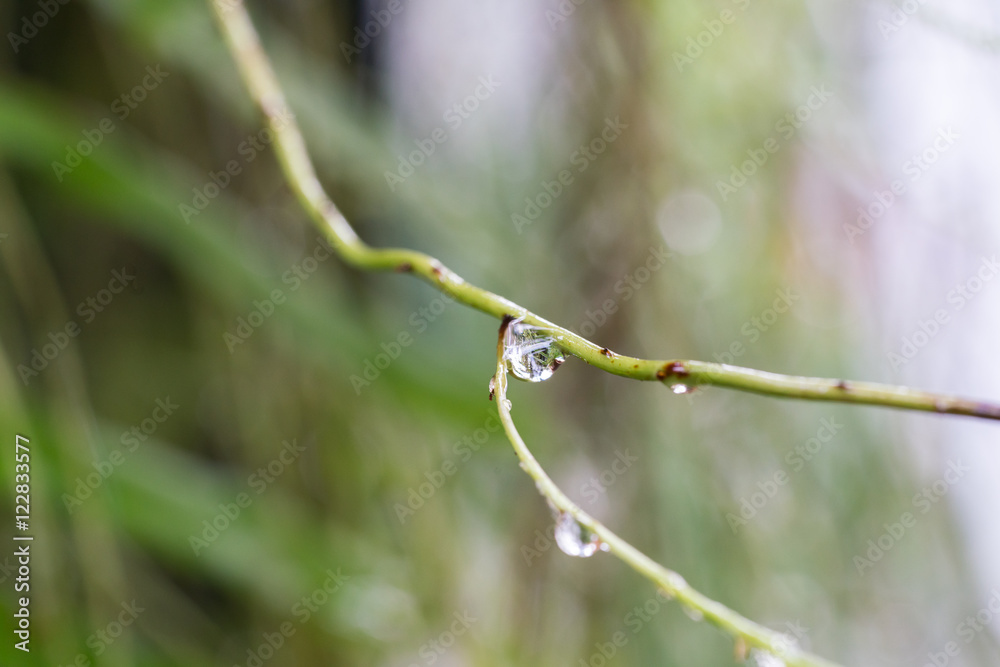 Rain Drops on small Plant after a Rainstorm Macro
Rain Drops on small Plant after a Rainstorm Macro