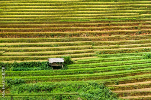 Rice fields on terraced of Mu Cang Chai  YenBai  Vietnam. Rice fields prepare the harvest at Northwest Vietnam.Vietnam landscapes.