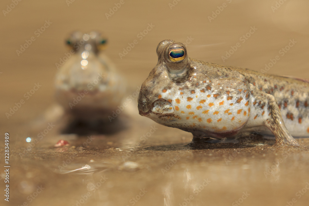 Fototapeta premium Rockskipper fish