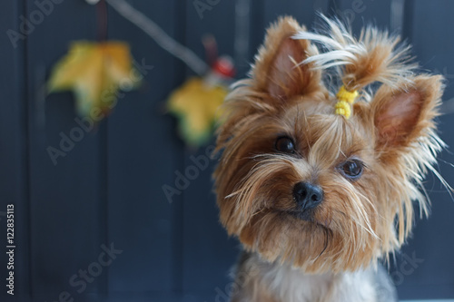 Yorkshire terrier near the black fence with autumn yellow leaves