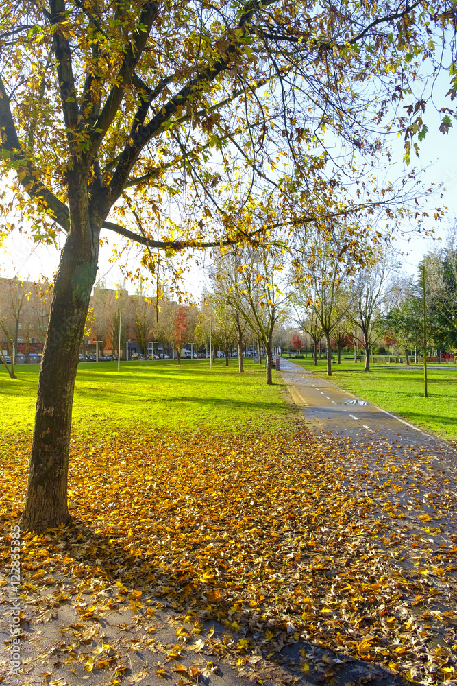 Naklejka premium Autumn in a park in Barcelona