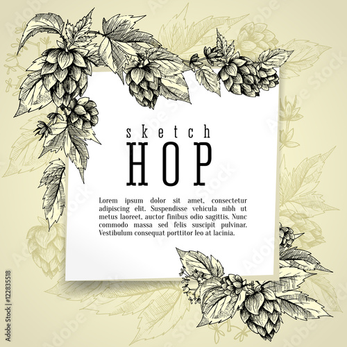 Beer hops square frame hand drawn hops branches with leaves, cones and hops flowers, color sketch and engraving design hops plants. All element isolated. Common hop or Humulus lupulus branch.