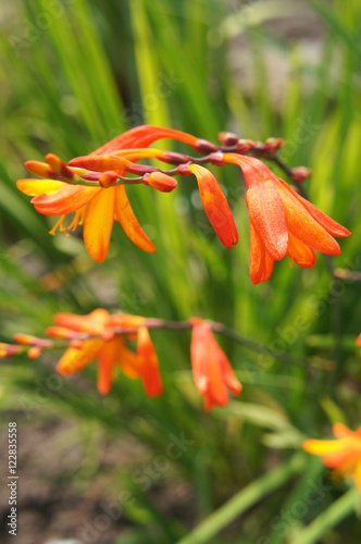 Crocosmia or Montbretia red flowers in garden  photo