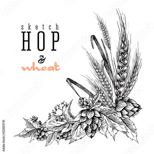 Wheat and beer hops branch with wheat ears, hops leaves and cones. Sketch and engraving design hops plants angular frame. All element isolated.