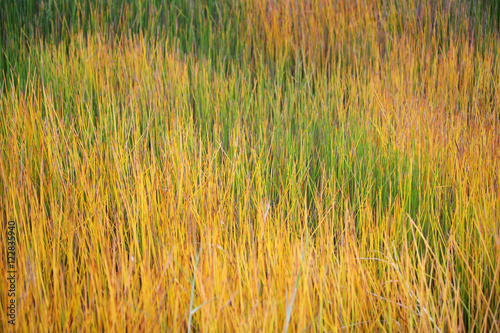 colorful sedge plant