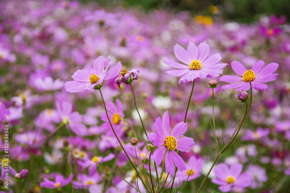 The blossoming galsang flowers closeup in garden
The blossoming galsang flowers closeup in garden