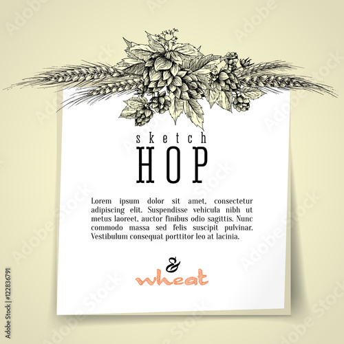 Wheat and beer hops branch with wheat ears, hops leaves and cones vector background. Sketch and engraving design layout hops plants frame. All element isolated.