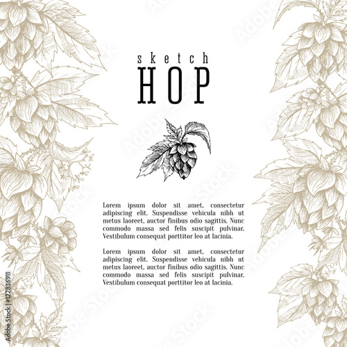 Wheat and beer hops branch with wheat ears, hops leaves and cones vector background. Sketch and engraving design layout, all element isolated. photo