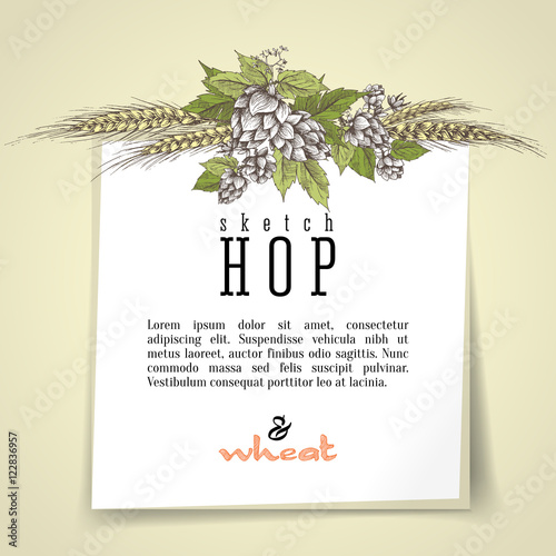Wheat and beer hops branch with wheat ears, hops leaves and cones vector background. Sketch and engraving design layout hops plants frame. All element isolated.