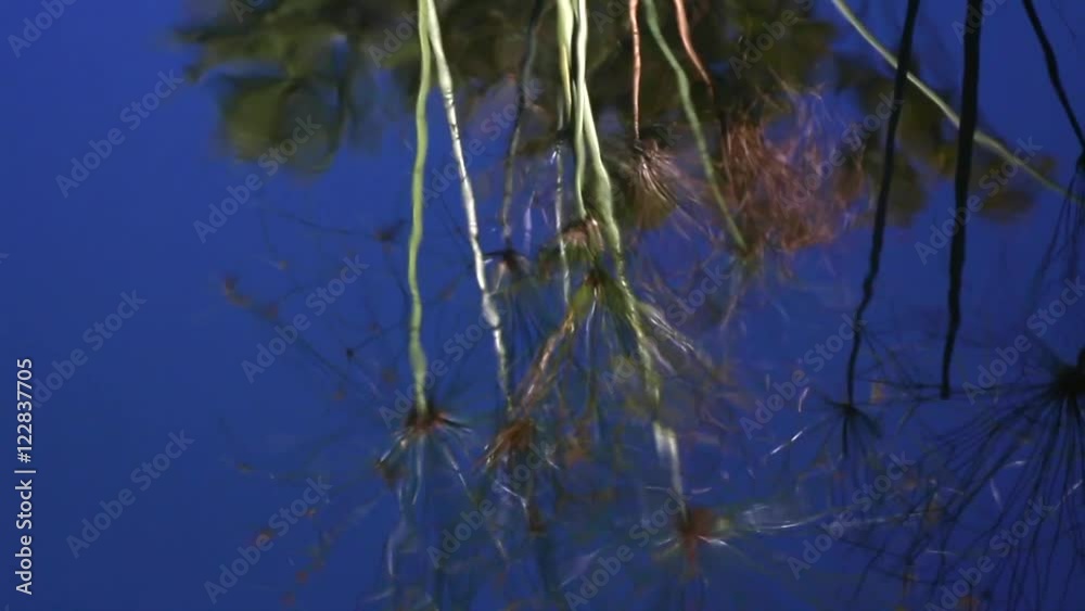 Cyperus papyrus leaves mirrored in the water Cyperus papyrus leaves mirrored in the water
