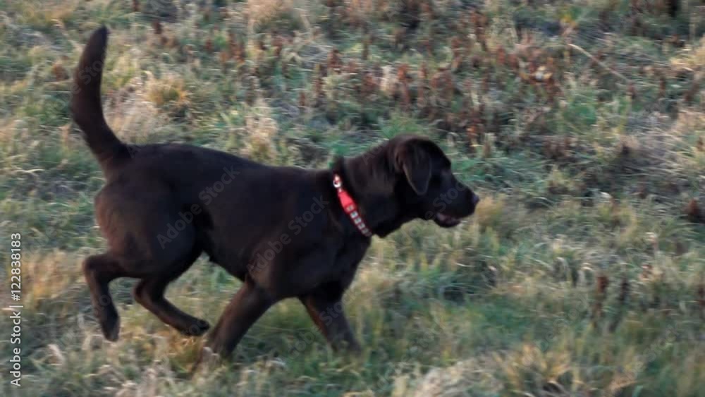 Labrador searching for a stick in the grass, super slow motion
Labrador searching for a stick in the grass, super slow motion