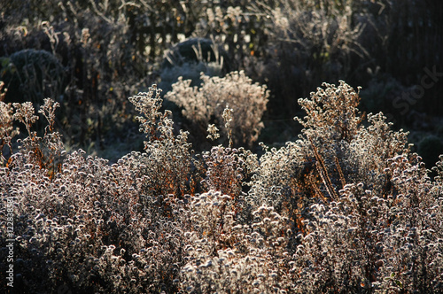 Winter im Naturgarten