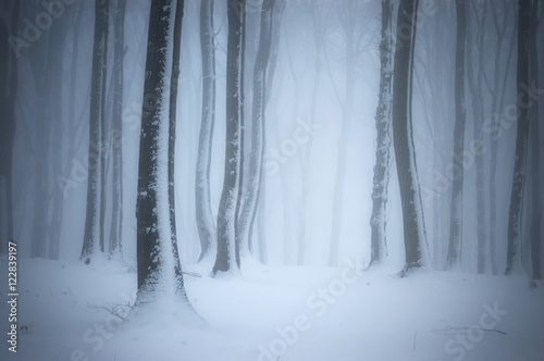 snow in forest background