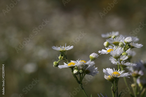 Daisy in viridi prato photo