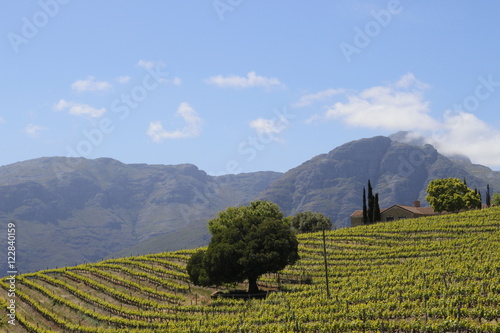 Hilly landscape with a vineyard in the South African wine lands 