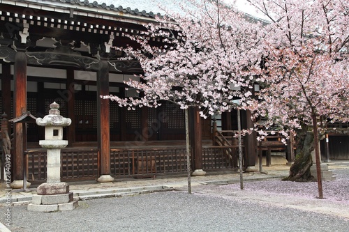 Kyoto cherry tree - Honpoji Temple