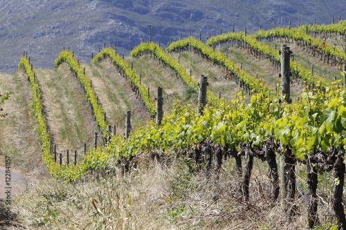Rows of vines in a hilly region on a South African vineyard