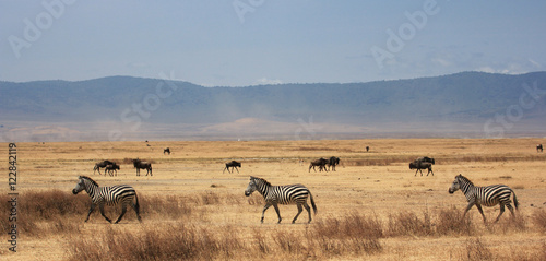 Z  bre du Ngorongoro  Tanzanie