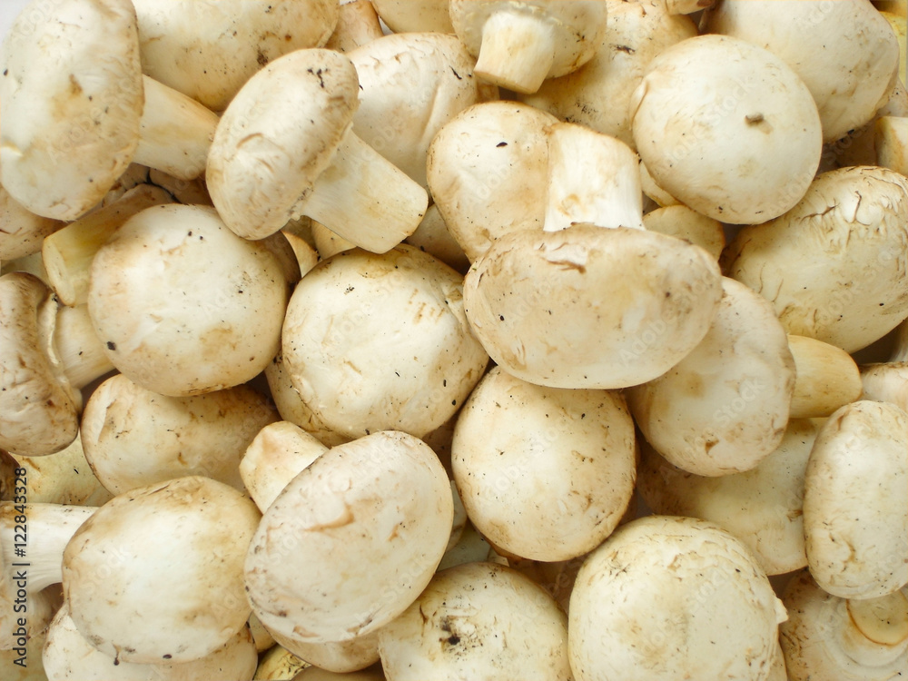 mushrooms mushrooms