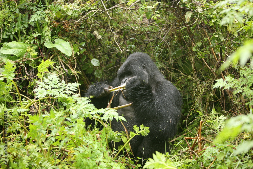 Obraz premium Wild Gorilla animal Rwanda Africa tropical Forest
