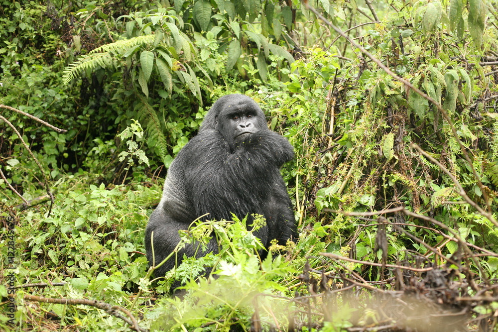 Wild Gorilla animal Rwanda Africa tropical Forest Wild Gorilla animal Rwanda Africa tropical Forest