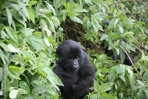 Wild Gorilla animal Rwanda Africa tropical Forest