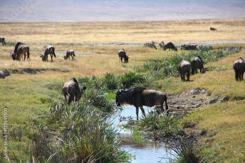 Troupeau de gnou au Serengeti et Ngorongoro Tanzanie