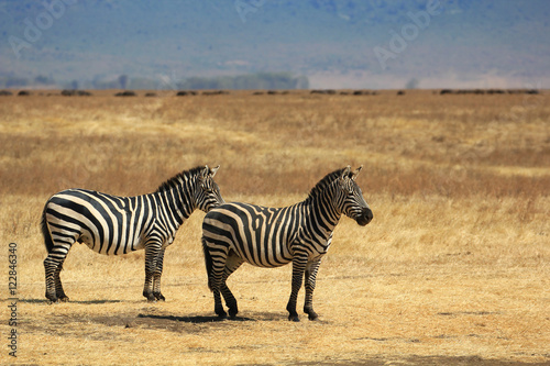 Z  bre du Ngorongoro  Tanzanie