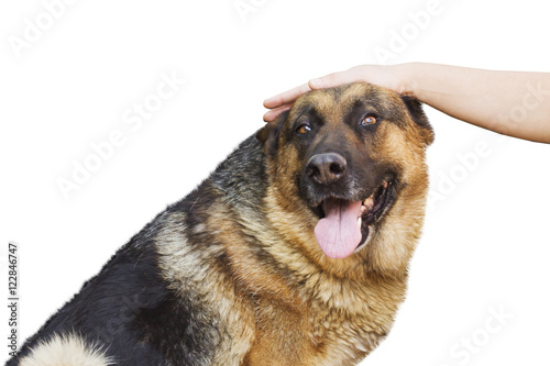 hand caressing a german shepherd