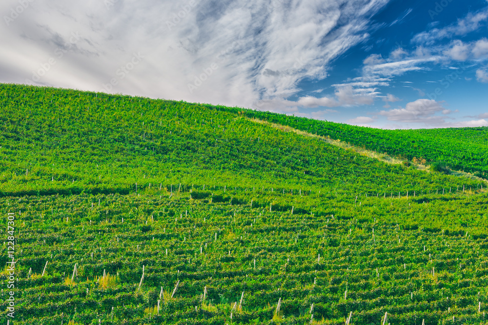 Green vineyard hill with blue sky and beautiful clouds, natural abstract iddylic background