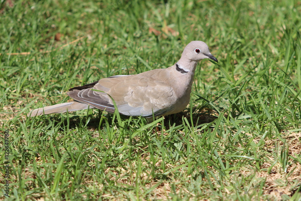 A ring-necked dove looking for a meal A ring-necked dove looking for a meal