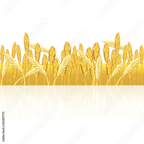 field with yellow wheat and reflection