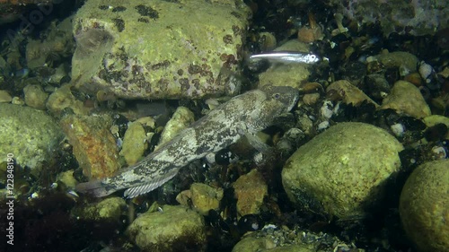 Knout goby (Mesogobius batrachocephalus) waits in ambush its prey.
 photo