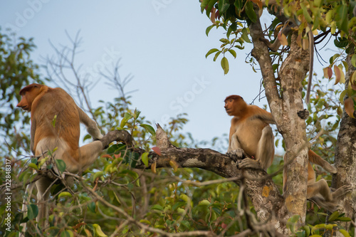 A pair of Dutch Monkey sitting on a branch of a tall tree among the leaves (Kumai, Indonesia)