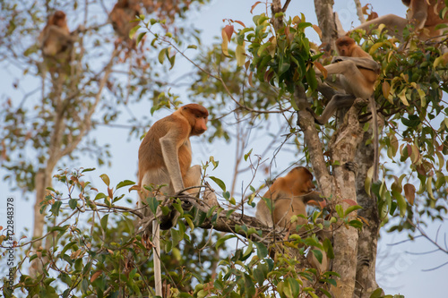 Dutch Monkey sitting on a branch of a tall tree and looks back on a background of blue sky (Kumai, Indonesia)