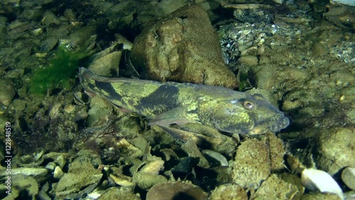 Knout goby (Mesogobius batrachocephalus) on the rocky bottom, medium shot.
 photo