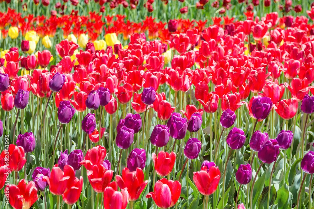 Many colorful tulips Many colorful tulips