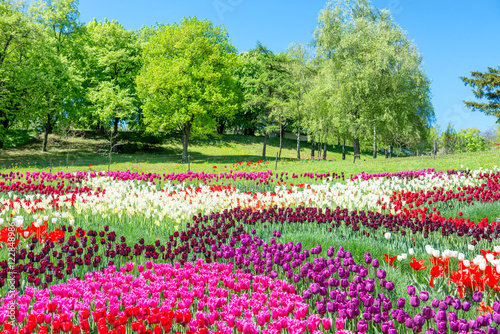 Wallpaper Mural Field of tulips in the park Torontodigital.ca