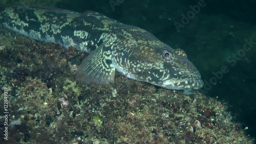 Knout goby (Mesogobius batrachocephalus) lies on the sloping rock, medium shot.
 photo