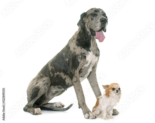 Cuadro en lienzo Great Dane and chihuahua