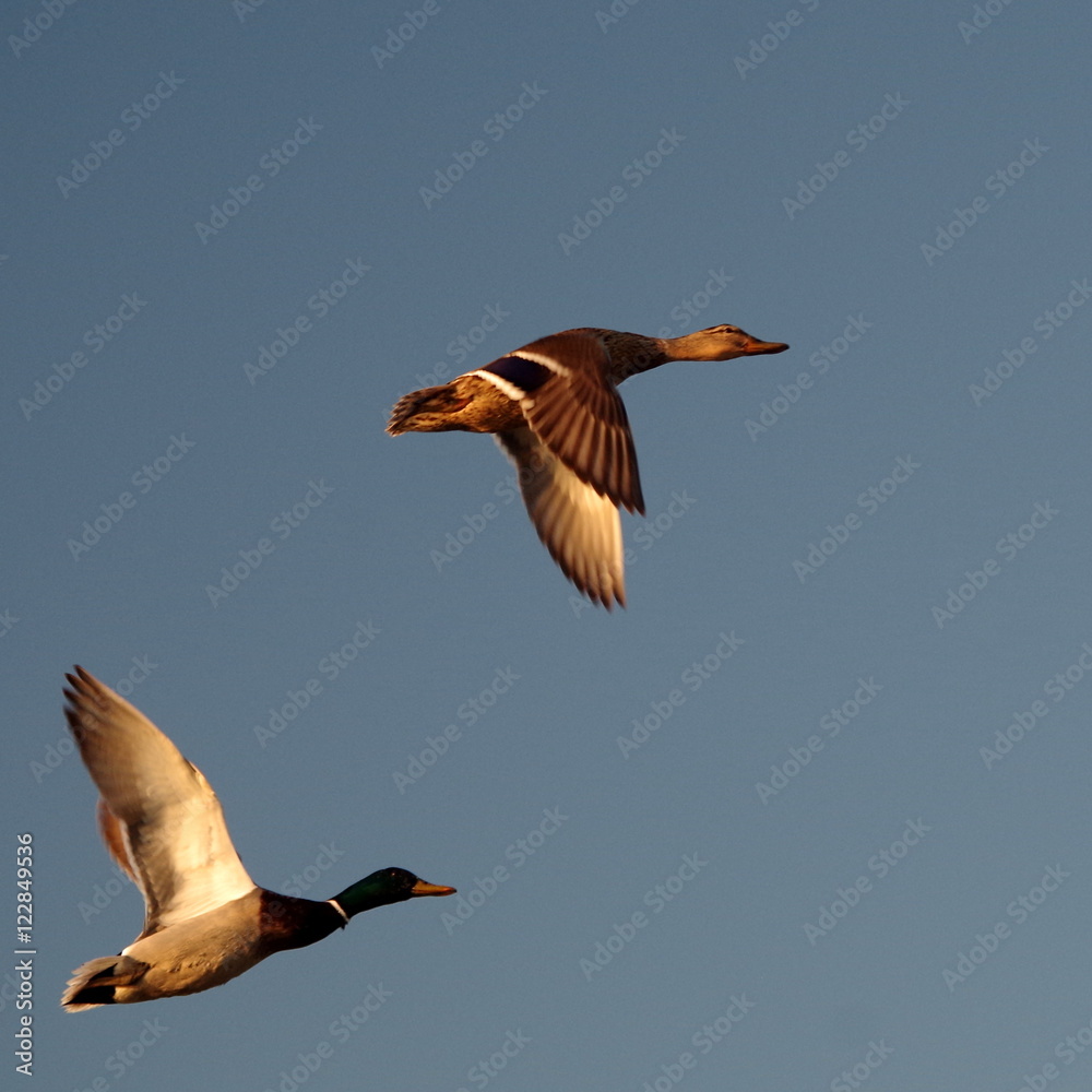 Obraz premium Ducks.